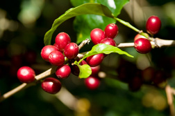 coffee plant with red coffee cherries