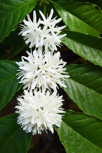 white coffee tree blossoms